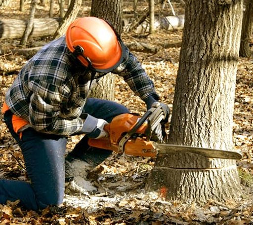 Tree Removal in Brooker, FL